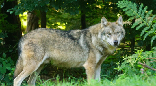 Loup européen